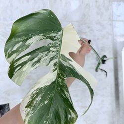 Monstera Albo Cutting
