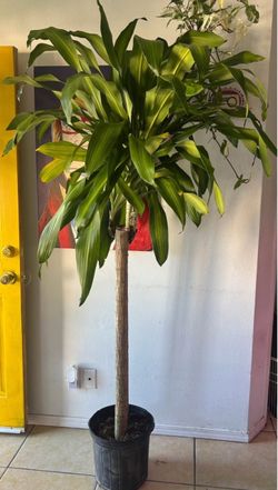 Large Dracaena 6ft