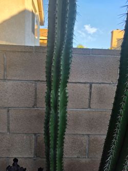 Pitayo mexicano