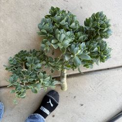 Large Ripple Jade Succulent cutting; great for Bonsai in containers and in ground; Crassula arborescens; plants garden gardening;