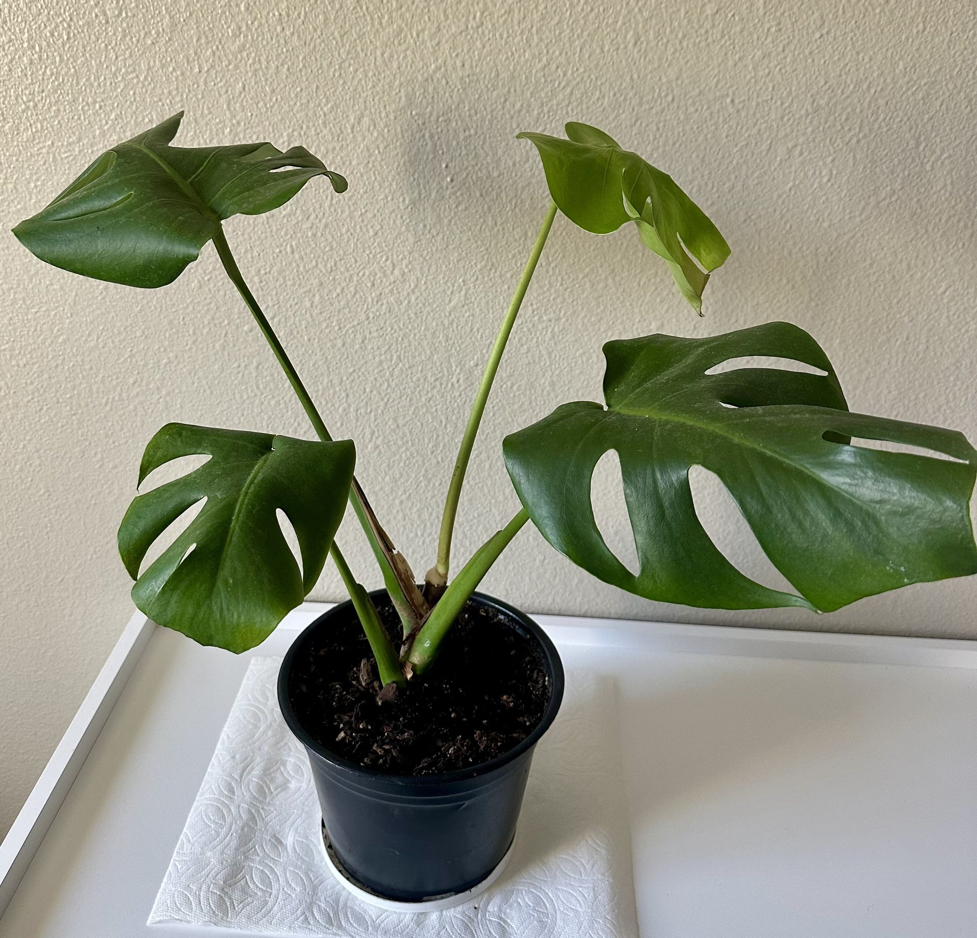 Monstera Plant