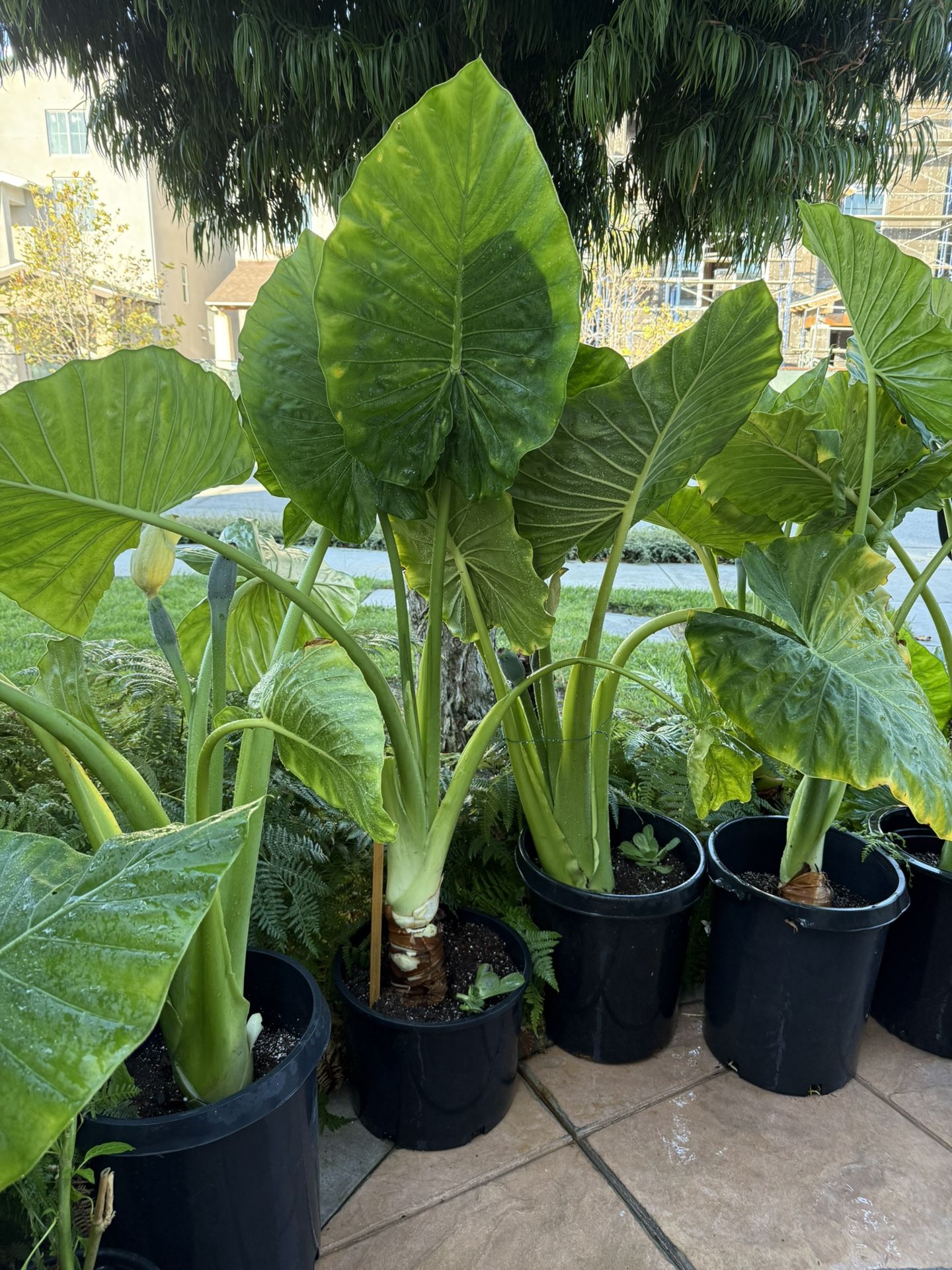 Elegant Elephant Leaf Plant, $45