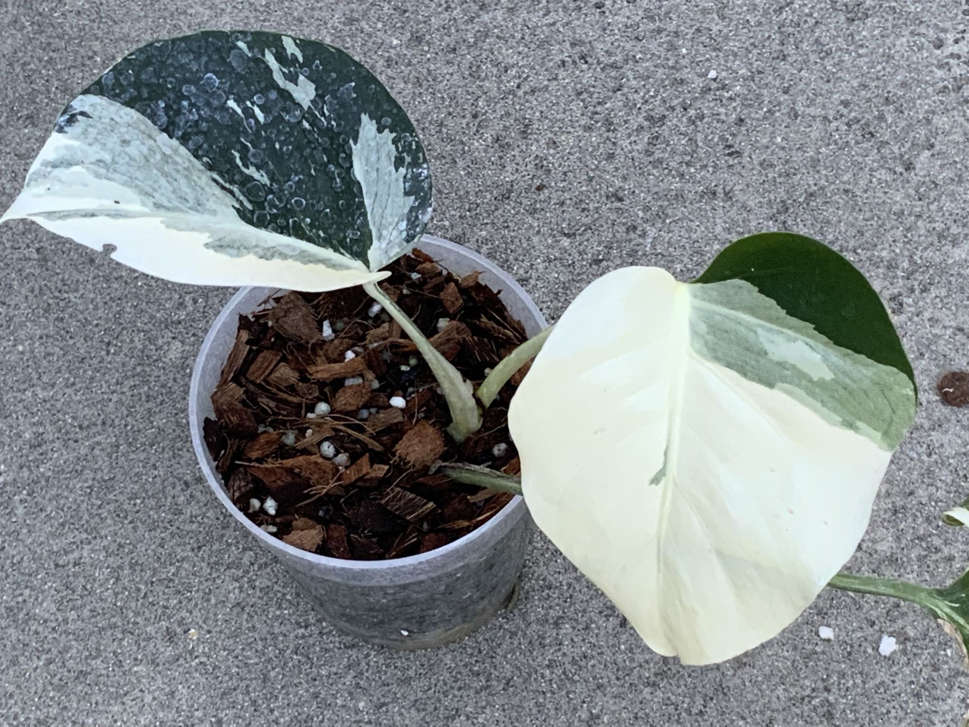 Monstera Deliciosa X Borsigiana Mint Variegated Sprouted Mid Cut Rooted