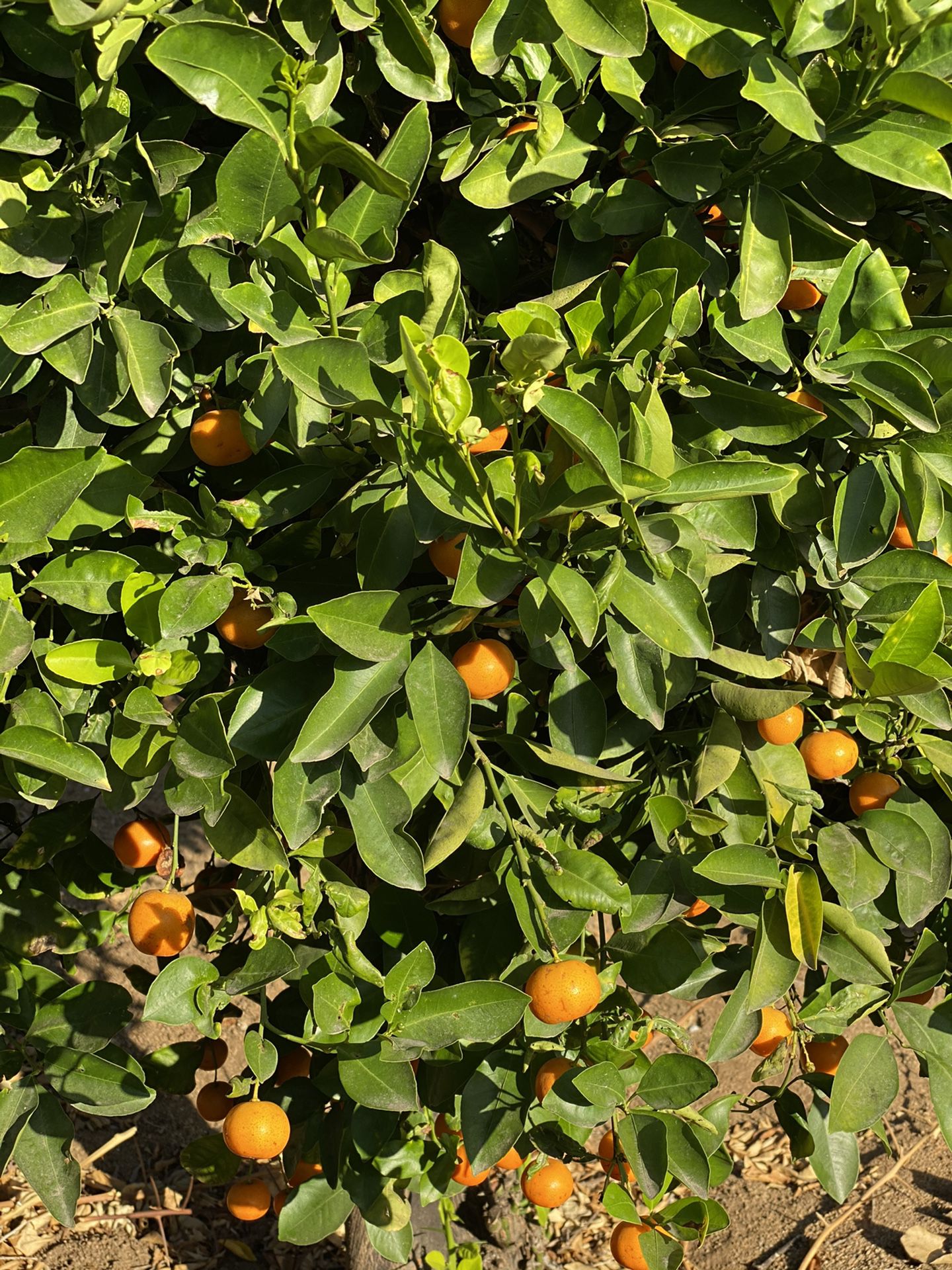 Kumquats ( organic )