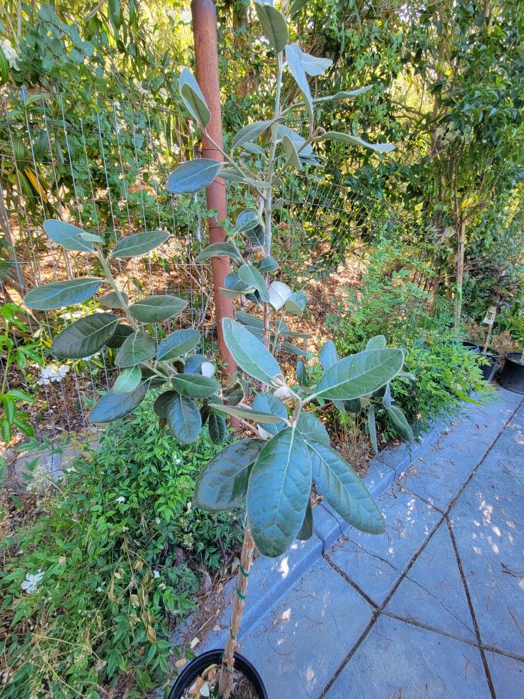 Pineapple Guava Tree