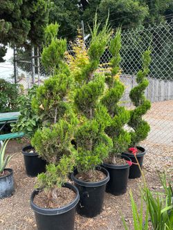 Green juniper spirals