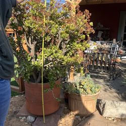 Jade Plants and succulent