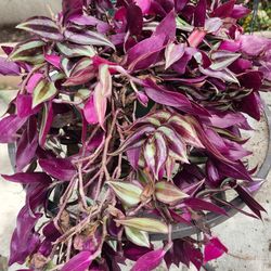 Planta
