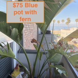 Various Patio & Garden Items/Plants