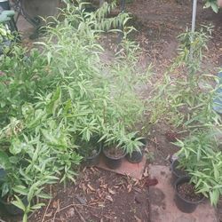 White Peach Tree