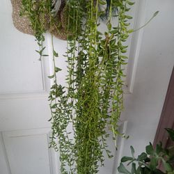 Planta 🍌 Mas De 4 Pies De largo