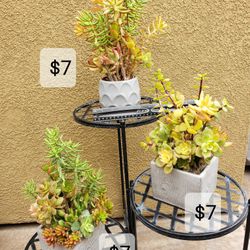 Succulent Arrangements 