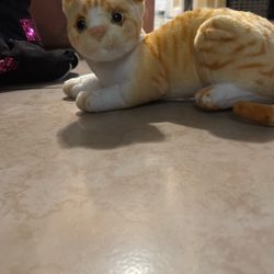 live cat