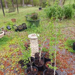 Rose Of Sharon Bushes