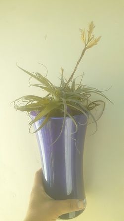 3 Purple flowering Thilandsia trio Deep purple glass vase lavender