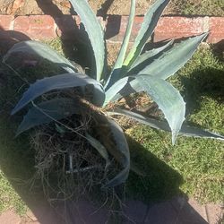 Plantas Majuey