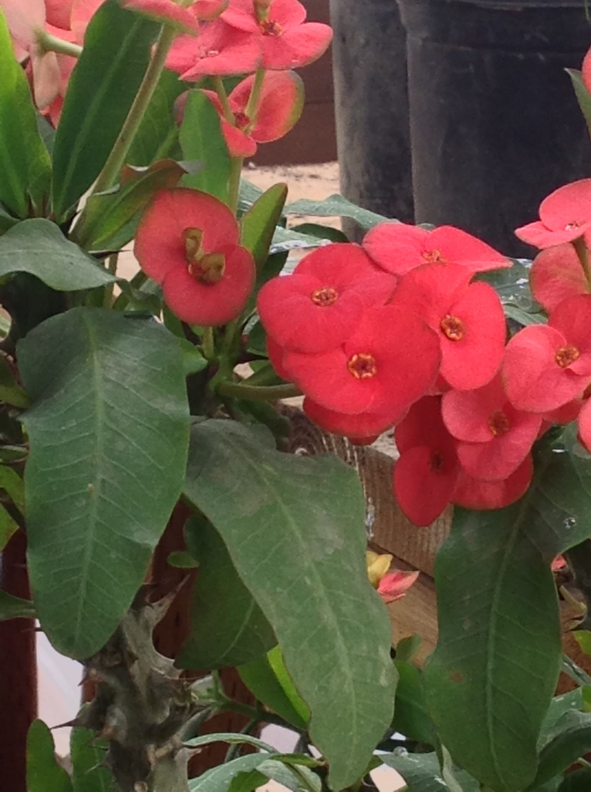 Coronas De Cristo De Flor Grande Diferentes Precios Y Diferentes Tamaños $25