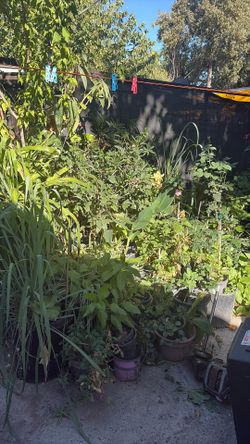 plants plantas