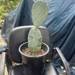 Cuctus plant
