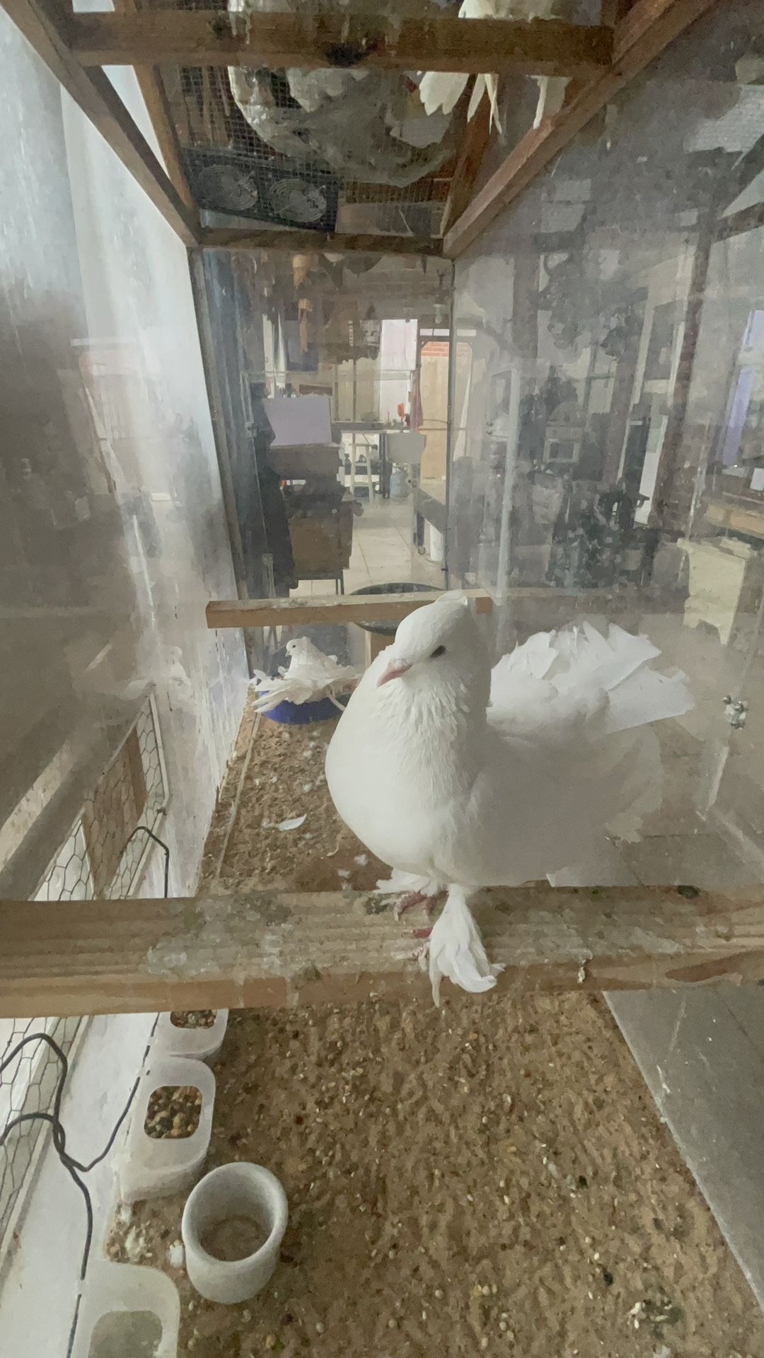 Cage For Indiana Dove