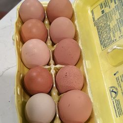 Organic Fresh Eggs 