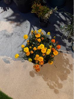 Marigold