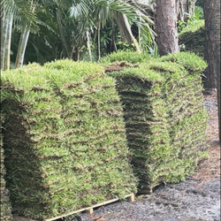 St. Augustine Sod