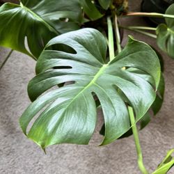Monstera Plant