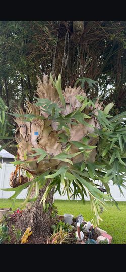 Staghorn fern, large, mature, tree mounted