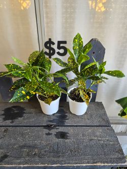 Gold dust Croton Plants