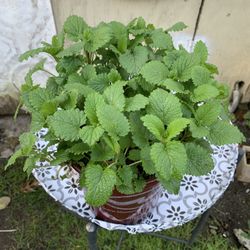 Lemon Balm