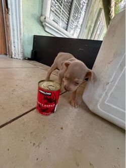 Dog food