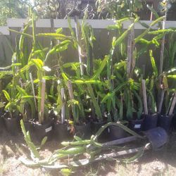 Dragonfruit,large Aloe Vera and Catcus 