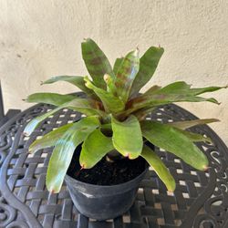 Bromeliad Plant 