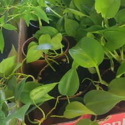 Starter Plants: Green Pothos, heart leafed philodendron, and Dworf Umbrella 
5 for $20
