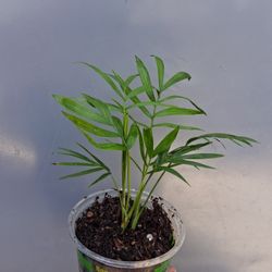 Parlor  Palms