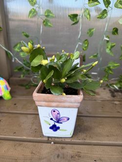 Easter Cactus in cute pot