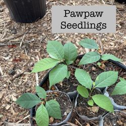 Pawpaw (Asimina triloba) Seedlings - Seed-Grown - First Year - Local Pickup - Zone 5-8