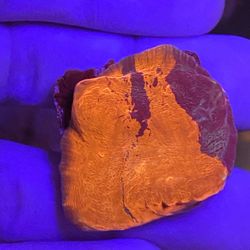 Deadpool Chalice Coral