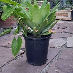 Fox Tail Agave Plant
