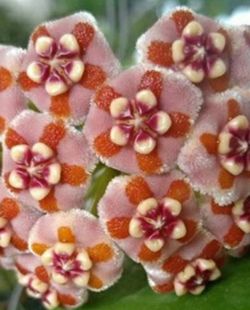 Hoya Meliflua