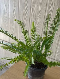 Elecho planta natural $$10