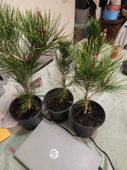 Japanese Black Pines