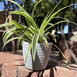 Spider Plant With Cute Pot