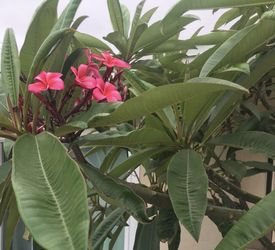 Plumeria hawaiana plant branch magenta pink