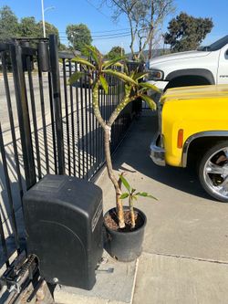 Planta de plumeria blanca