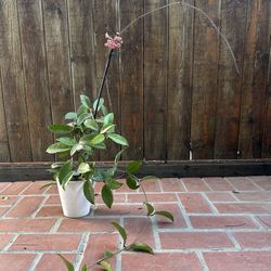 Hoya Pubicalyx Pink