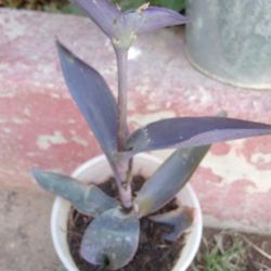 Plants Morada