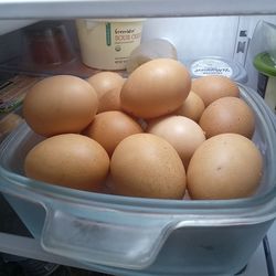 Fresh XXL Eggs from home farm free range chicken
