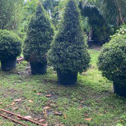25gal Topiaries 